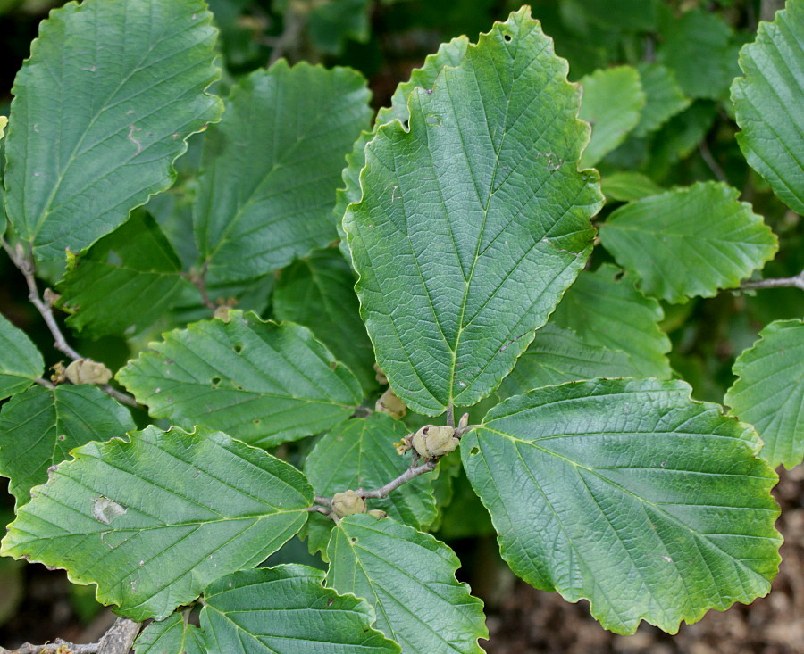 Изображение особи Hamamelis vernalis.