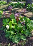 Bergenia crassifolia