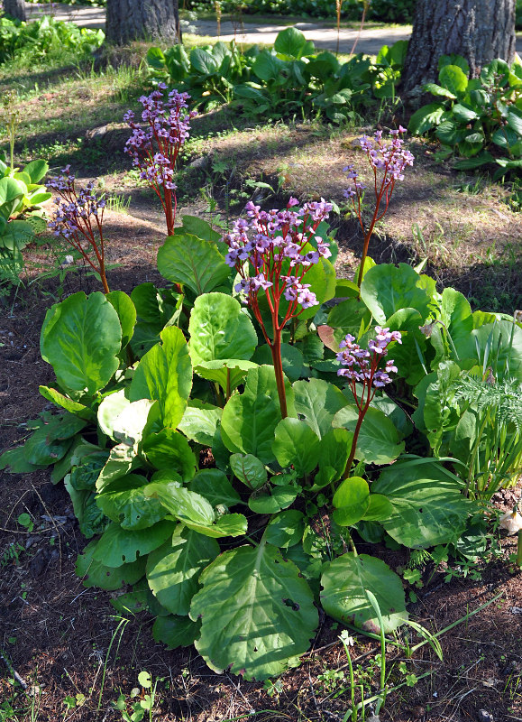 Image of Bergenia crassifolia specimen.