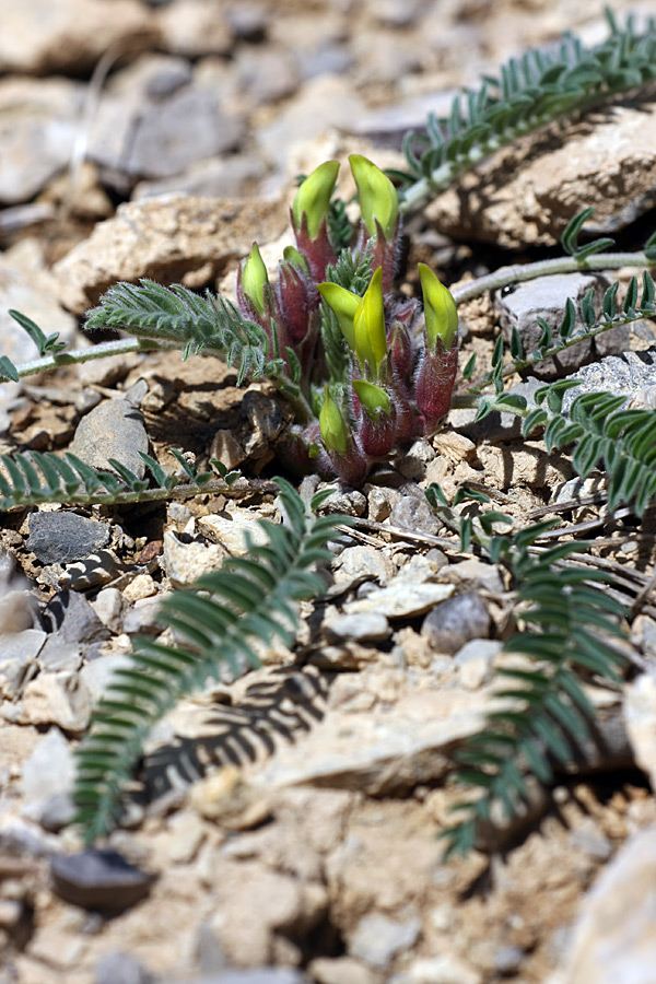 Image of Astragalus atrovinosus specimen.