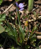 Sisyrinchium septentrionale