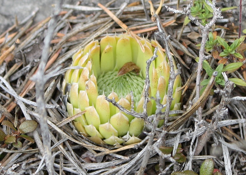 Image of Orostachys spinosa specimen.