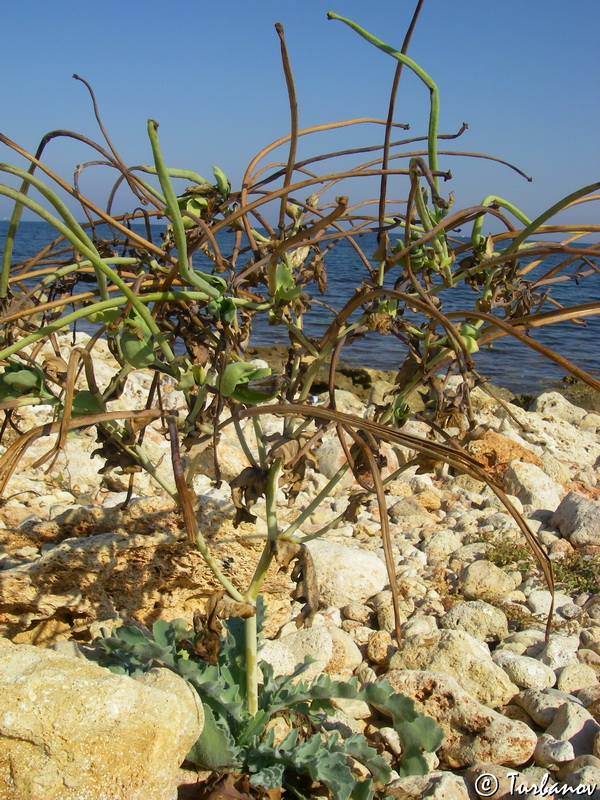 Image of Glaucium flavum specimen.