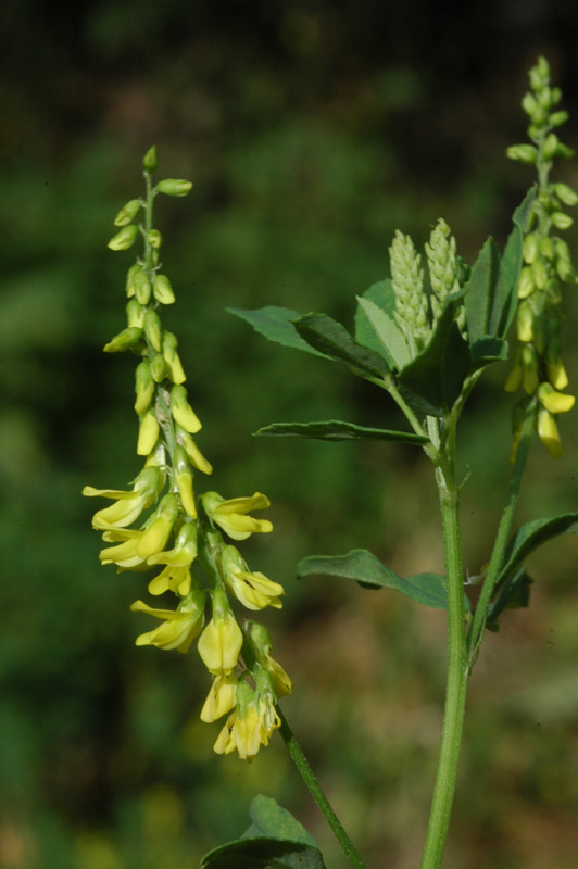 Image of Melilotus officinalis specimen.