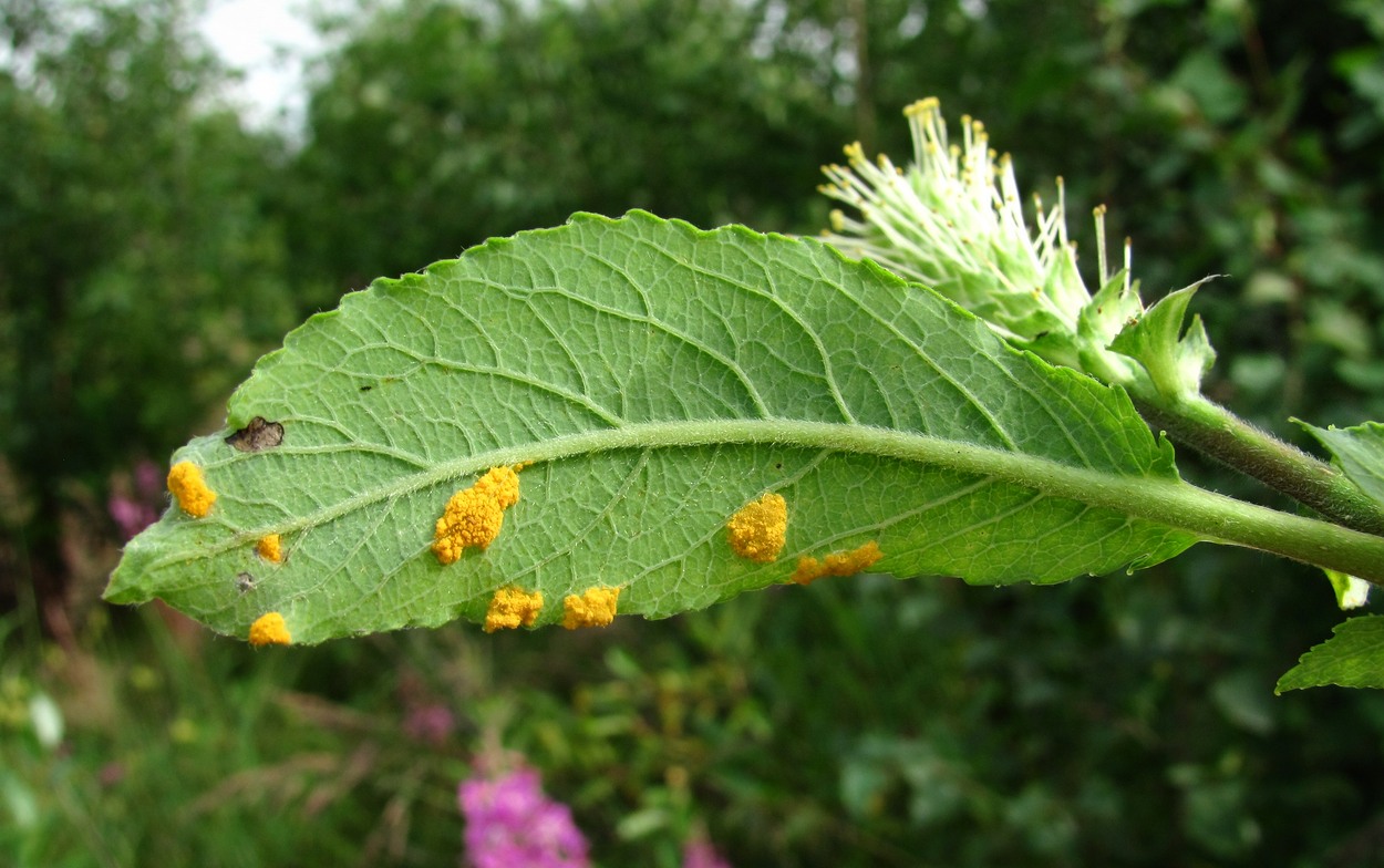 Image of Salix &times; tetrapla specimen.