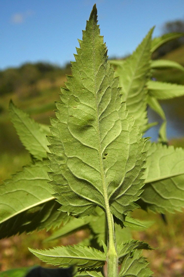 Изображение особи Veronica longifolia.