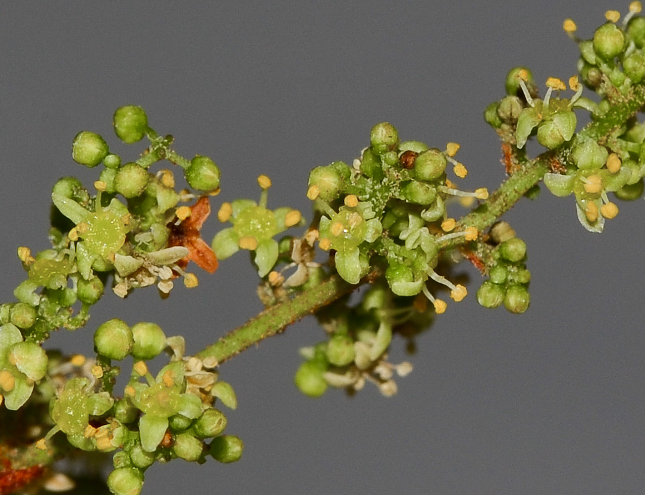 Image of Rhus crenata specimen.