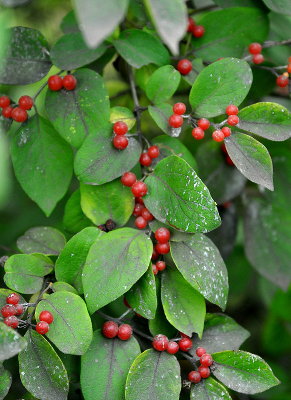 Image of Lonicera ruprechtiana specimen.