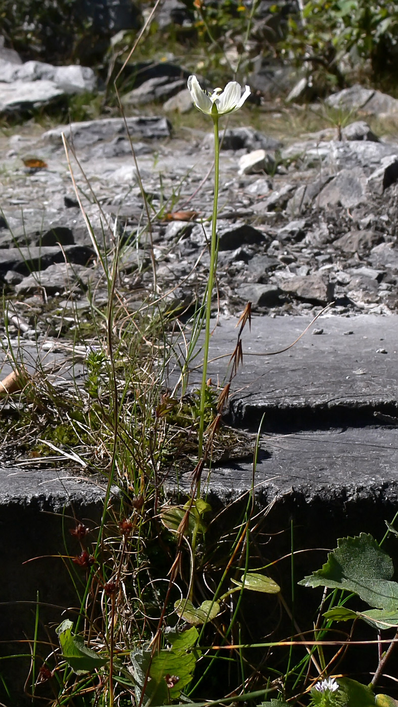 Image of Parnassia palustris specimen.