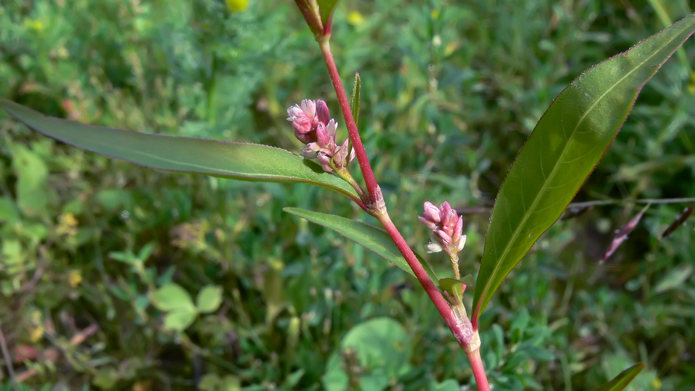 Image of Persicaria lapathifolia specimen.