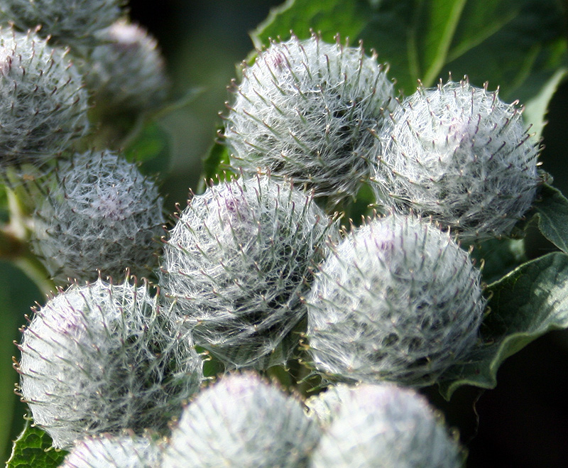 Image of Arctium tomentosum specimen.