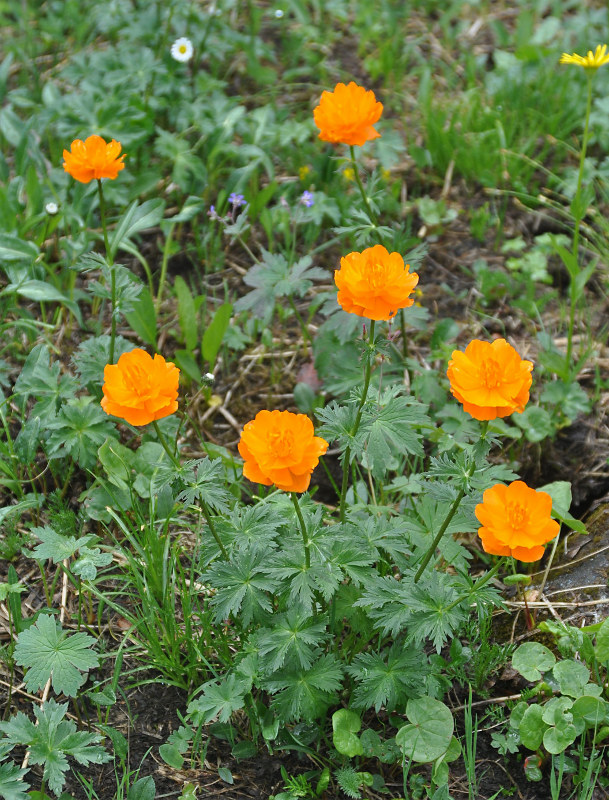 Image of Trollius asiaticus specimen.