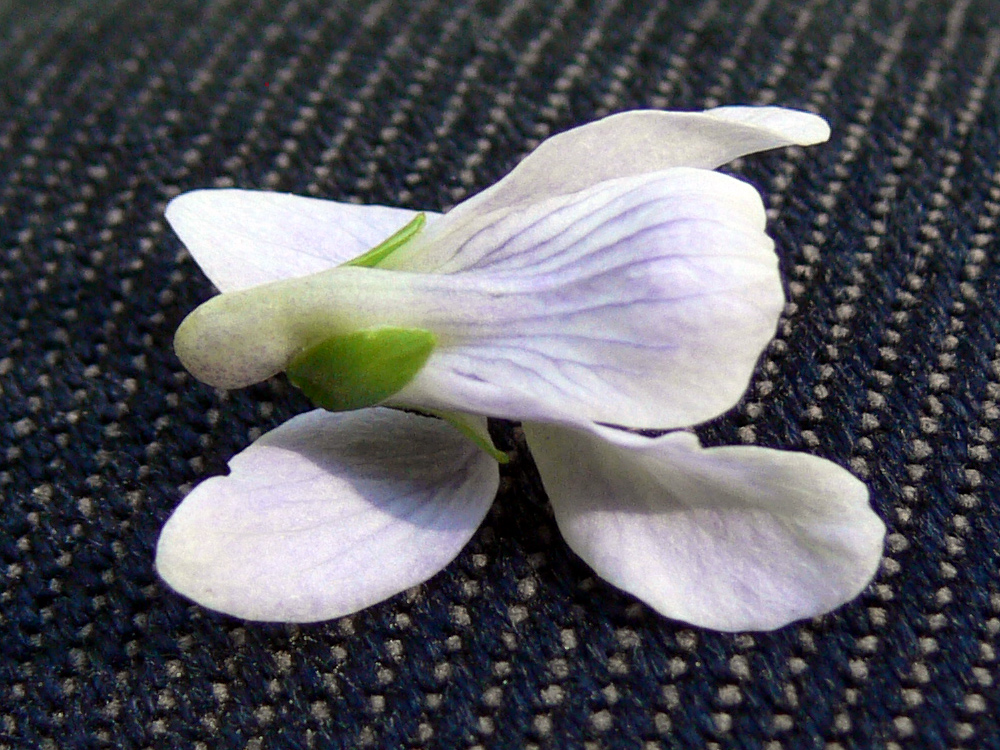 Image of Viola epipsila specimen.