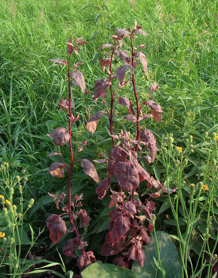 Image of Atriplex hortensis specimen.