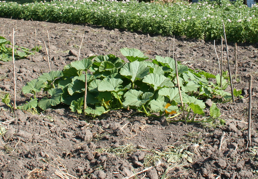 Image of Cucurbita maxima specimen.