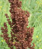 Rumex confertus. Середина созревшего соплодия. Восточный Казахстан, Уланский р-н, окр. с. Украинка. 11.07.2012.