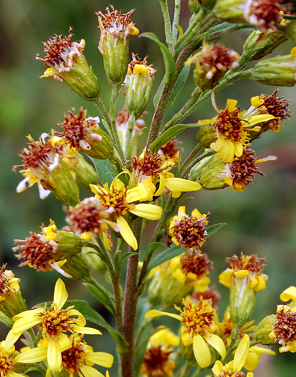 Image of Solidago virgaurea specimen.