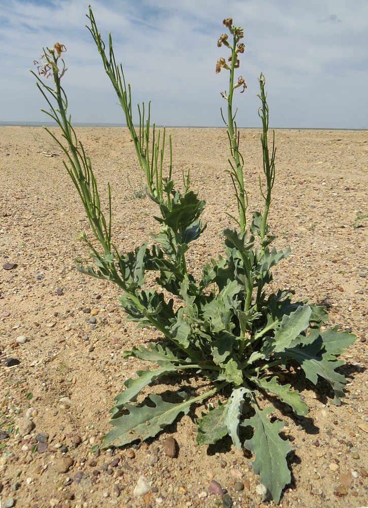 Изображение особи Matthiola tatarica.