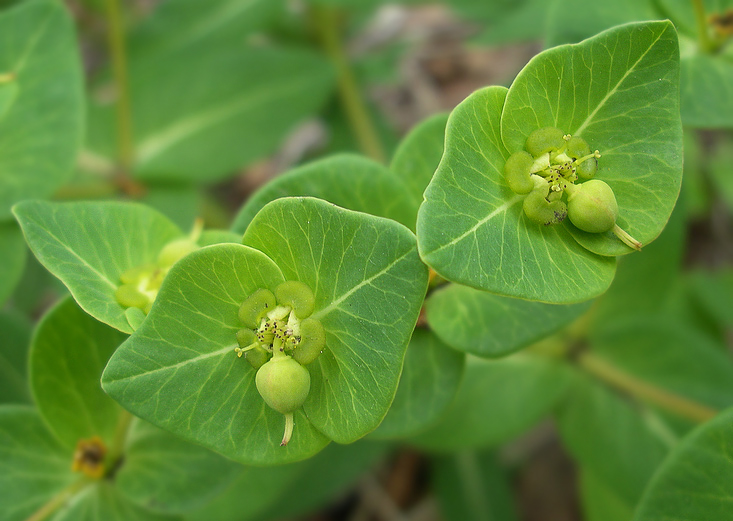 Изображение особи Euphorbia komaroviana.