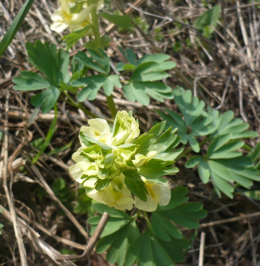 Image of Corydalis bracteata specimen.