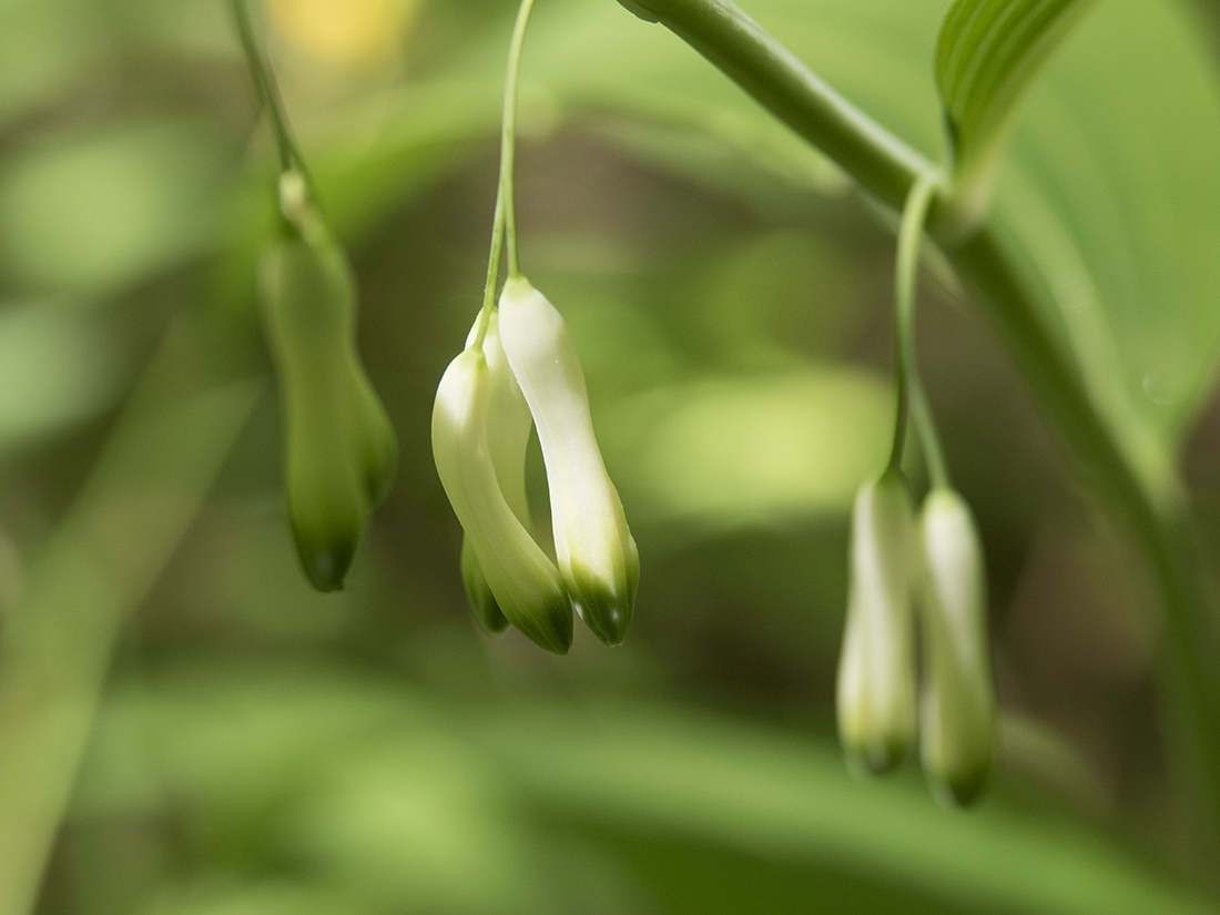 Изображение особи Polygonatum multiflorum.