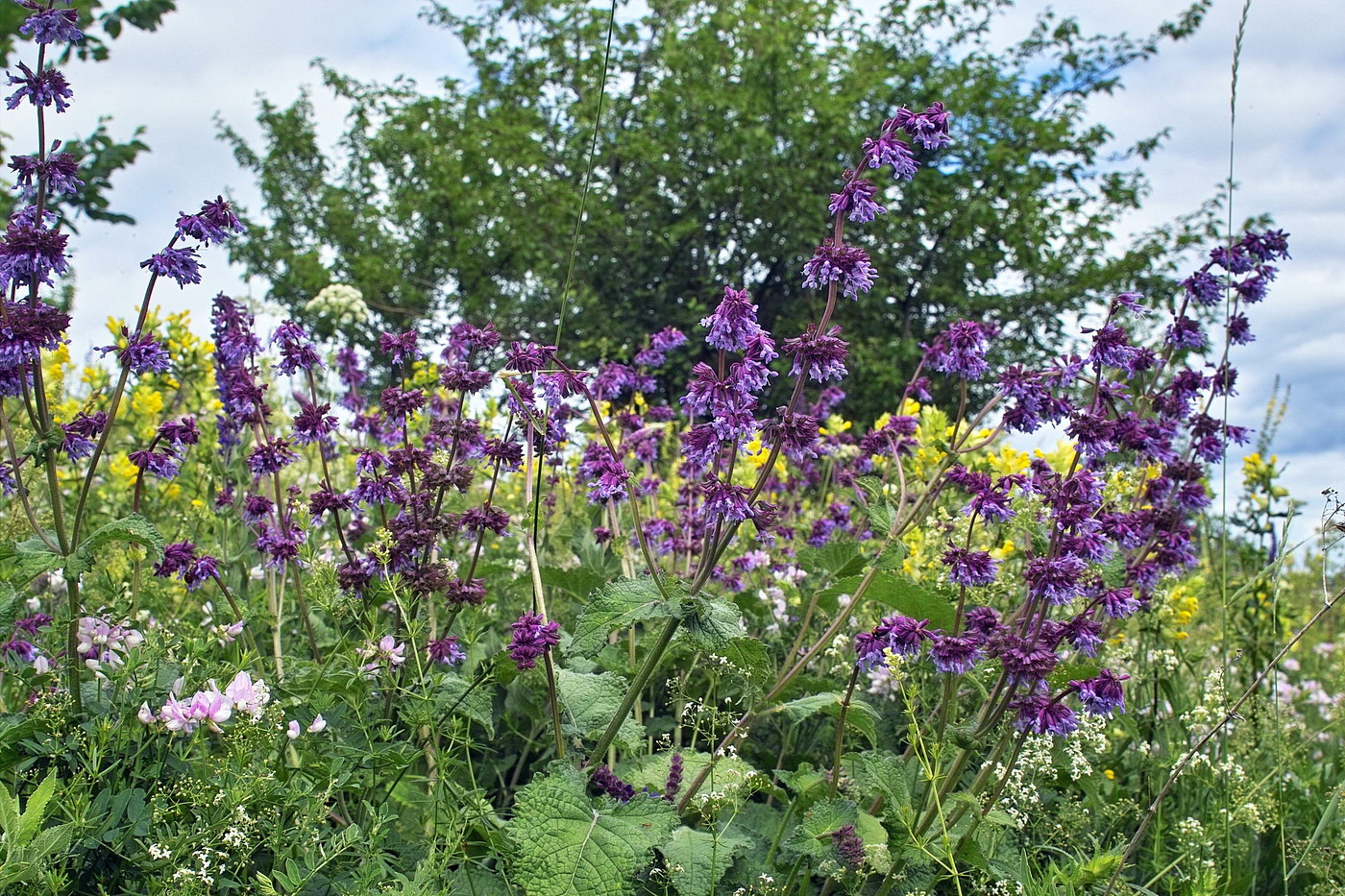Salvia verticillata plantarium