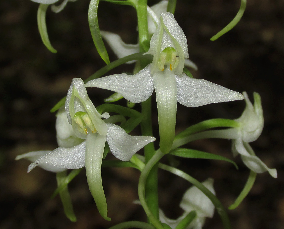 Image of Platanthera bifolia specimen.