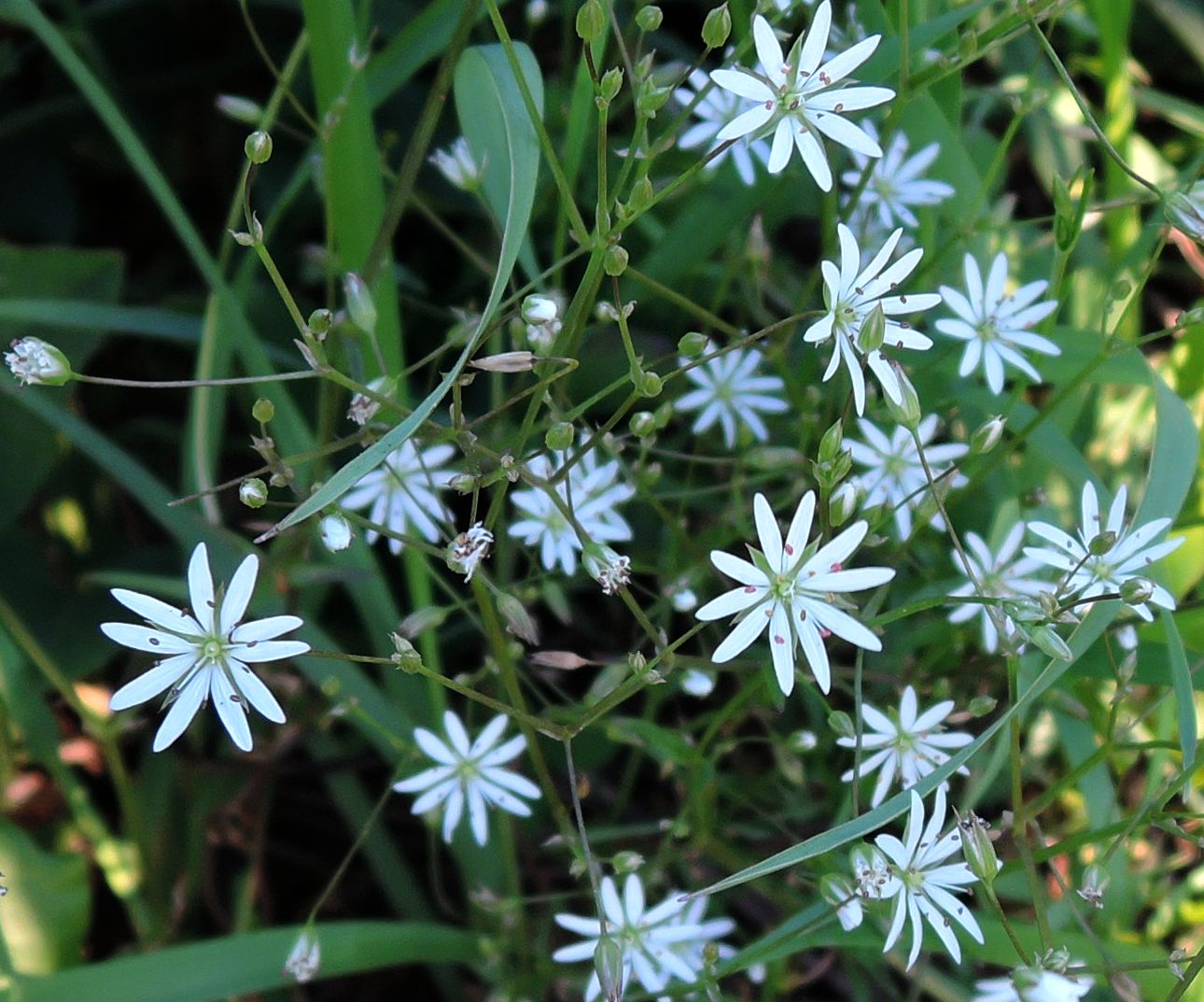 Изображение особи Stellaria graminea.