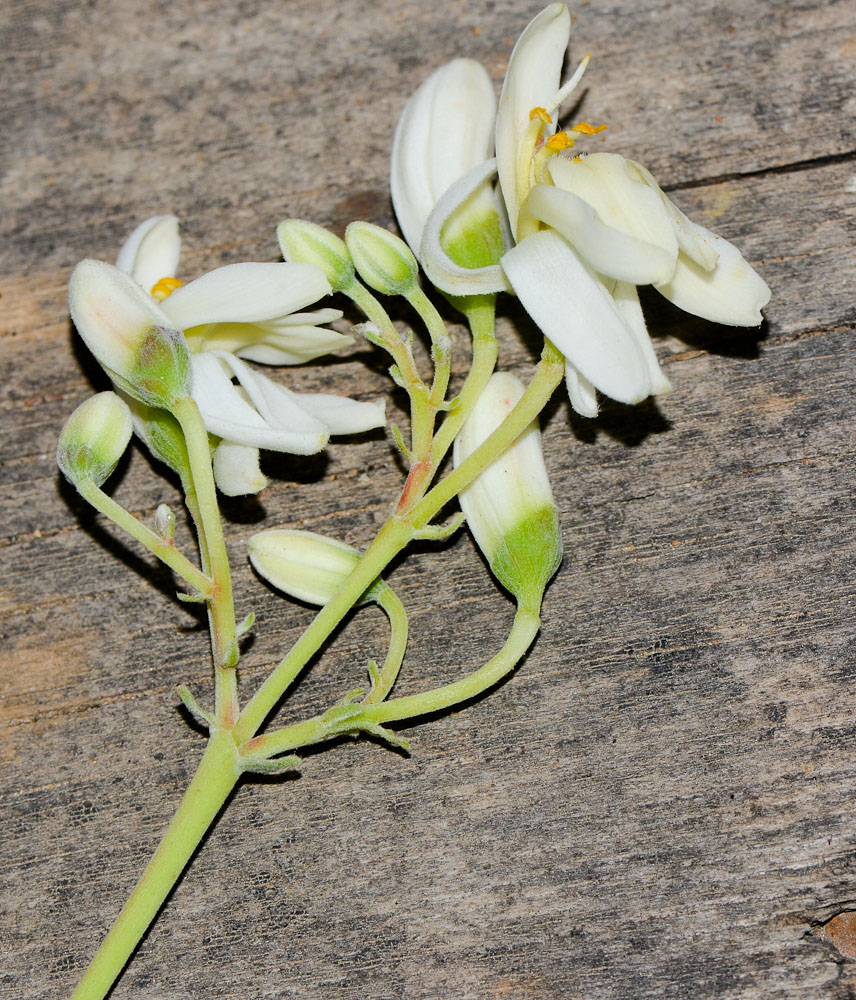 Изображение особи Moringa oleifera.