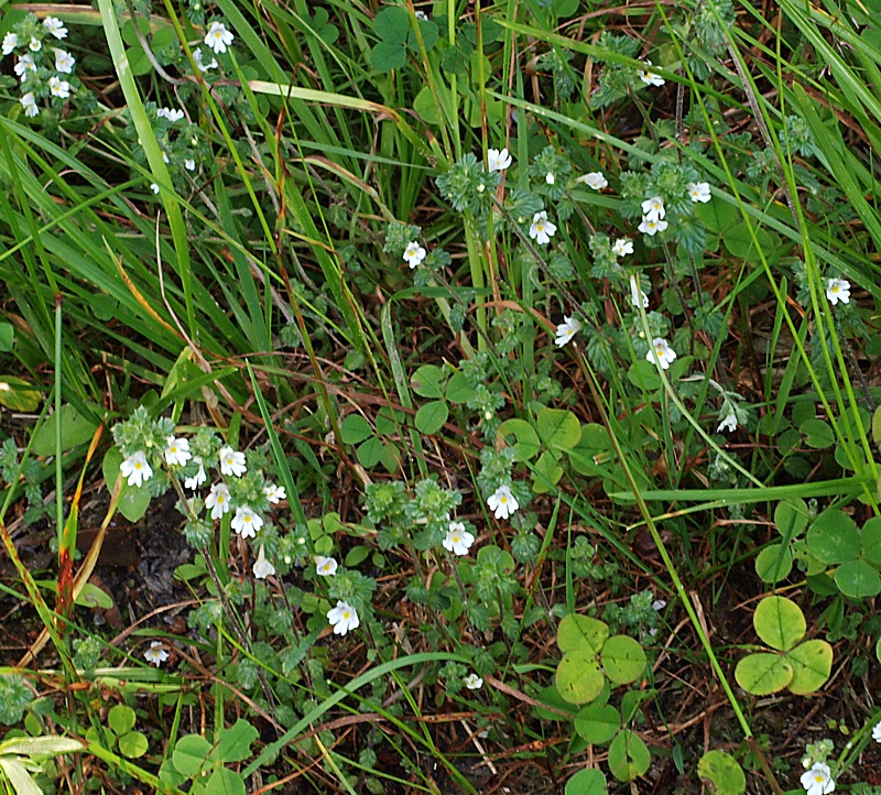 Image of Euphrasia vernalis specimen.