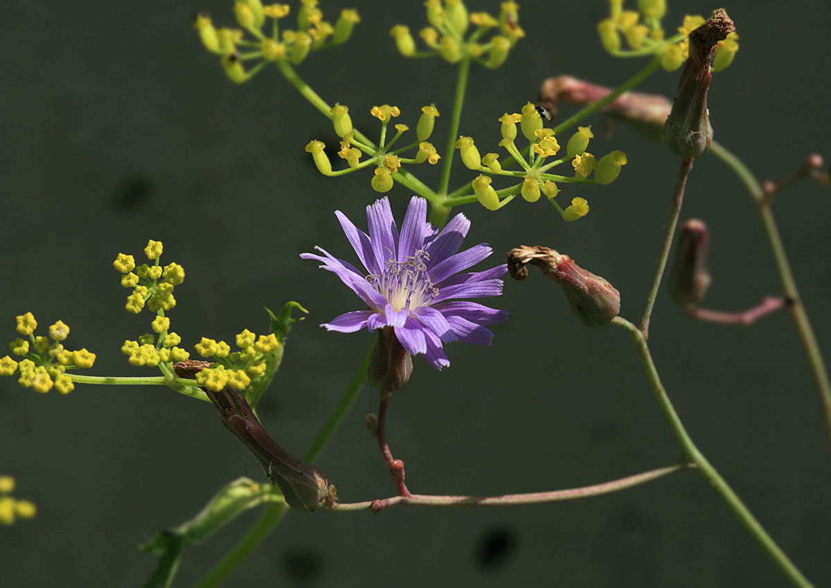 Image of Lactuca tatarica specimen.