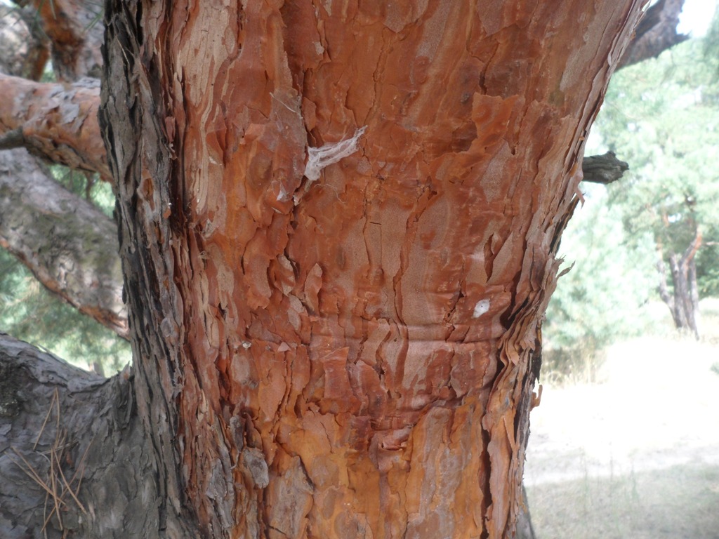 Image of Pinus sylvestris specimen.