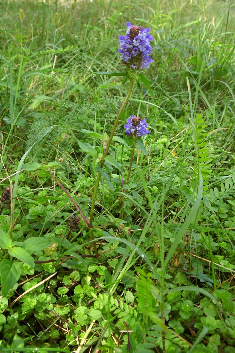 Image of Prunella vulgaris specimen.