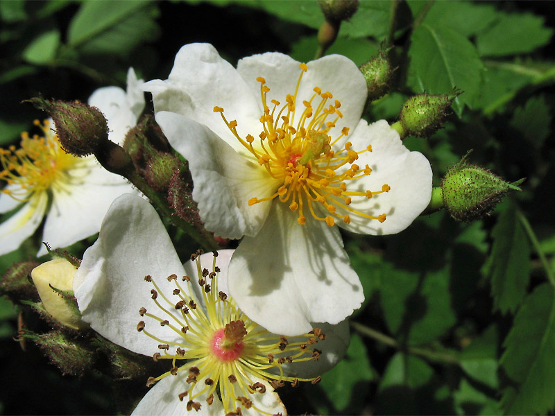 Изображение особи Rosa multiflora.