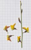 Crotalaria aegyptiaca