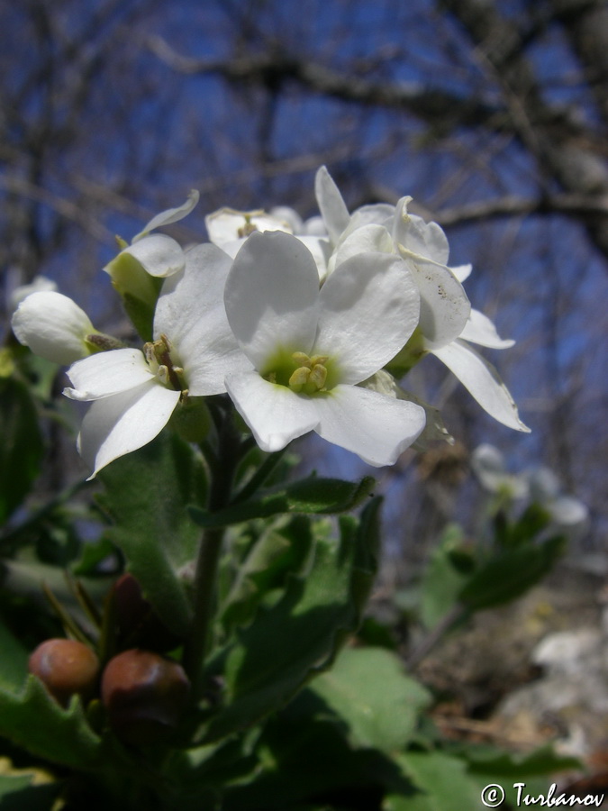 Image of Arabis caucasica specimen.