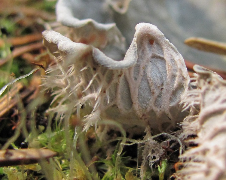 Image of genus Peltigera specimen.