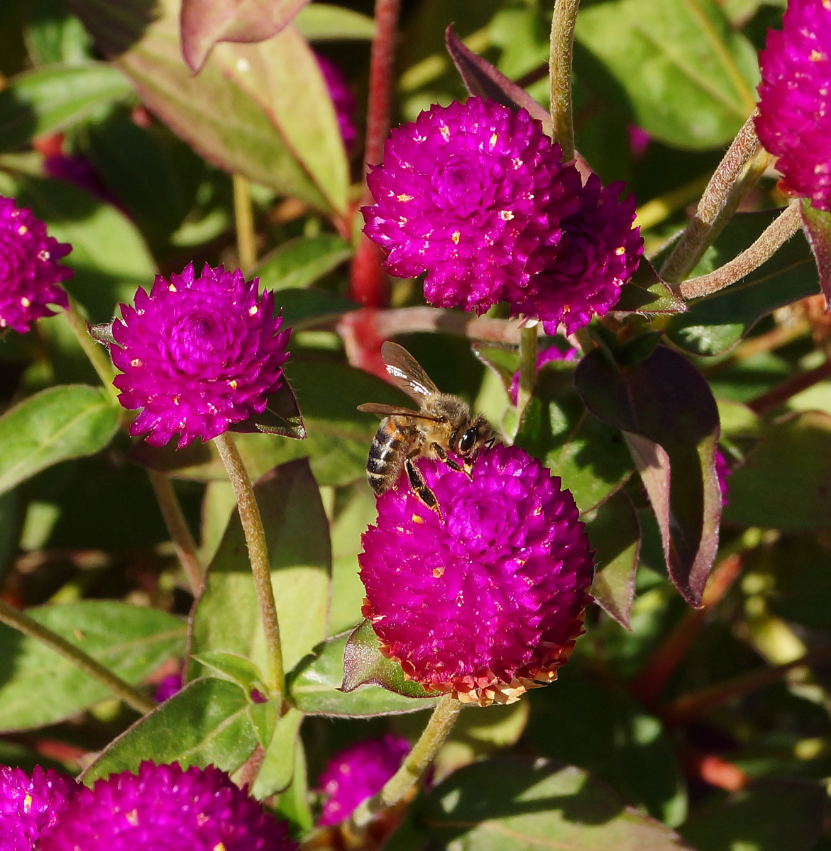 Image of Gomphrena globosa specimen.