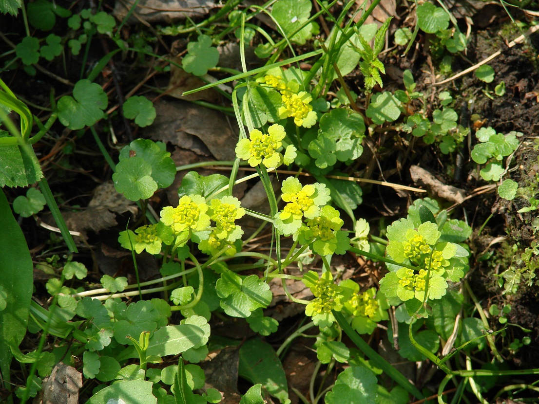 Image of Chrysosplenium sibiricum specimen.