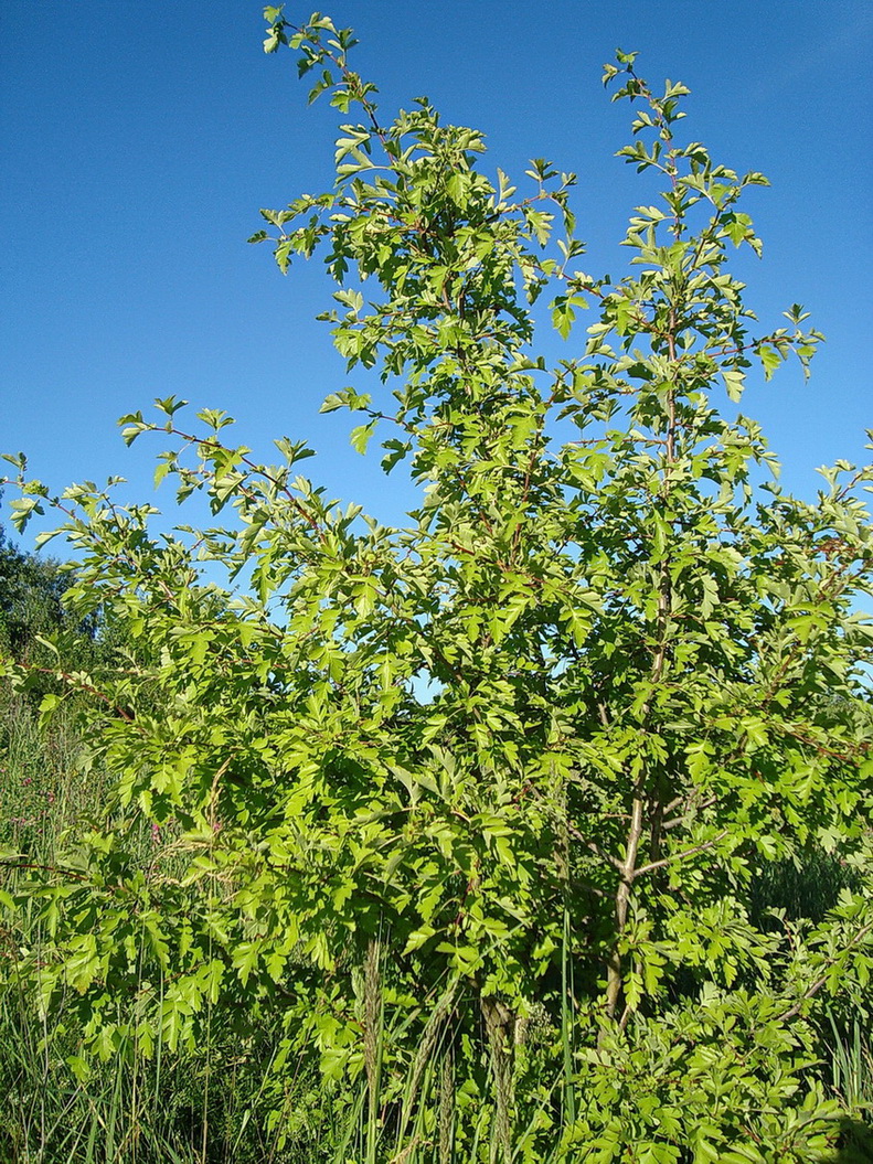 Image of genus Crataegus specimen.