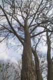 Tilia euchlora. Верхушка ствола. Украина, г. Киев, дендропарк, в культуре. 15.03.2017.