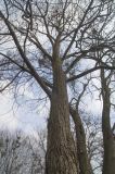 View full-size image Tilia euchlora