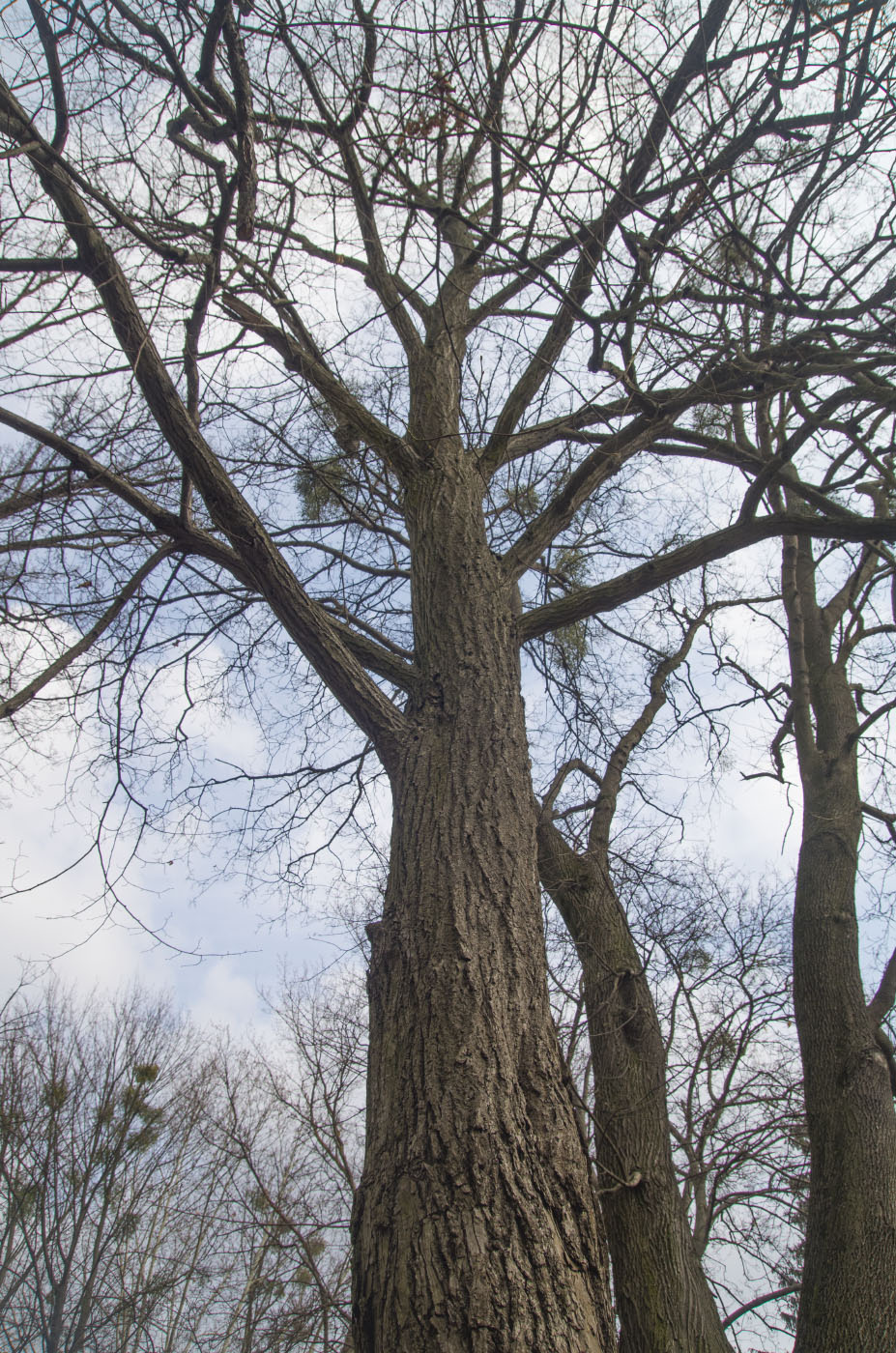 Image of Tilia euchlora specimen.