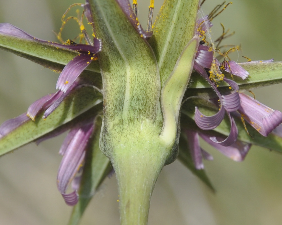 Image of Tragopogon australis specimen.