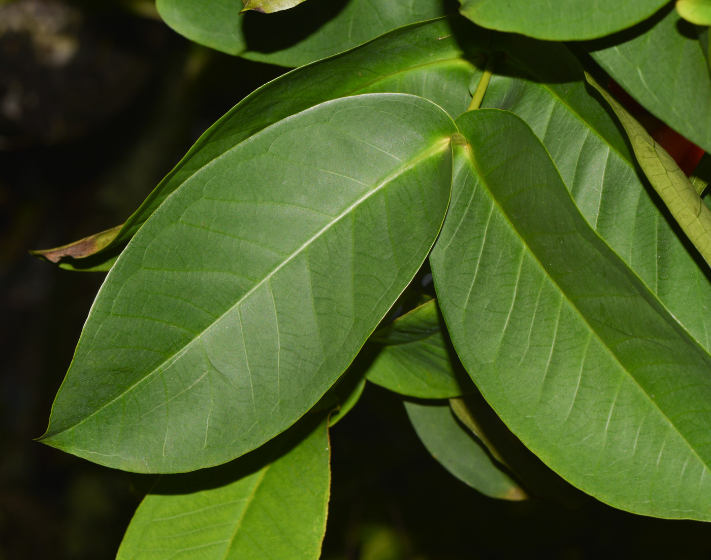 Image of Syzygium aqueum specimen.