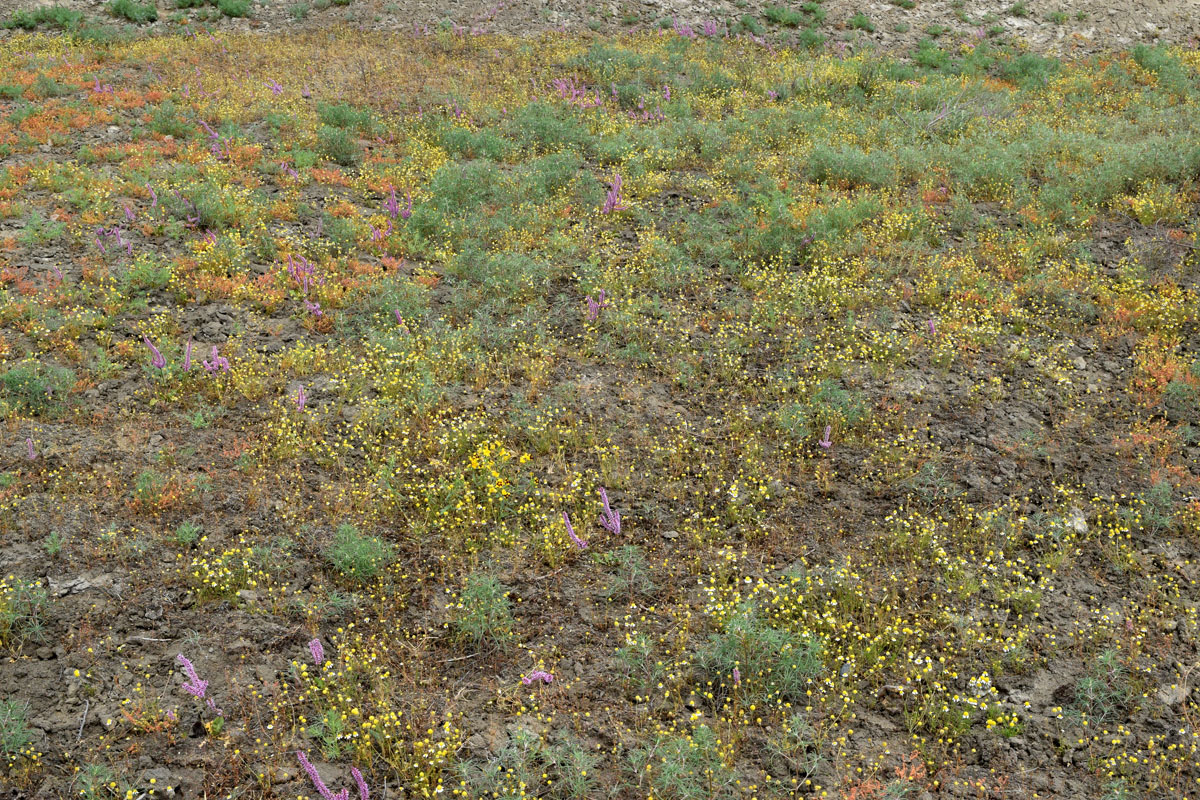 Image of Anthemis deserticola specimen.