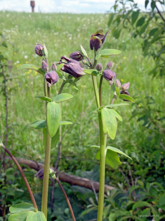 Изображение особи Aquilegia vulgaris.