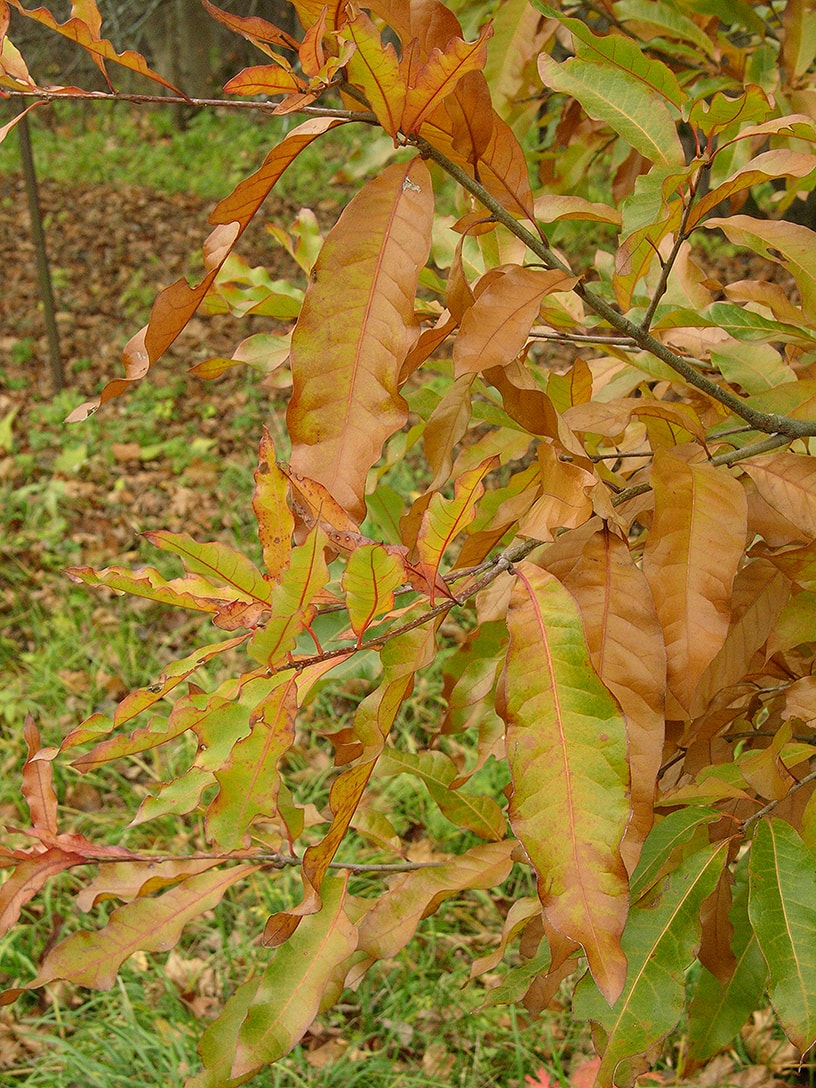 Image of Quercus imbricaria specimen.