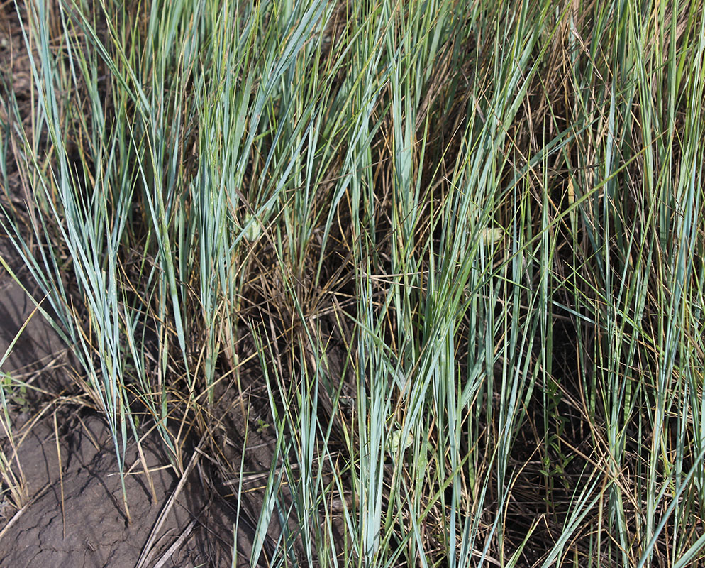 Image of familia Poaceae specimen.