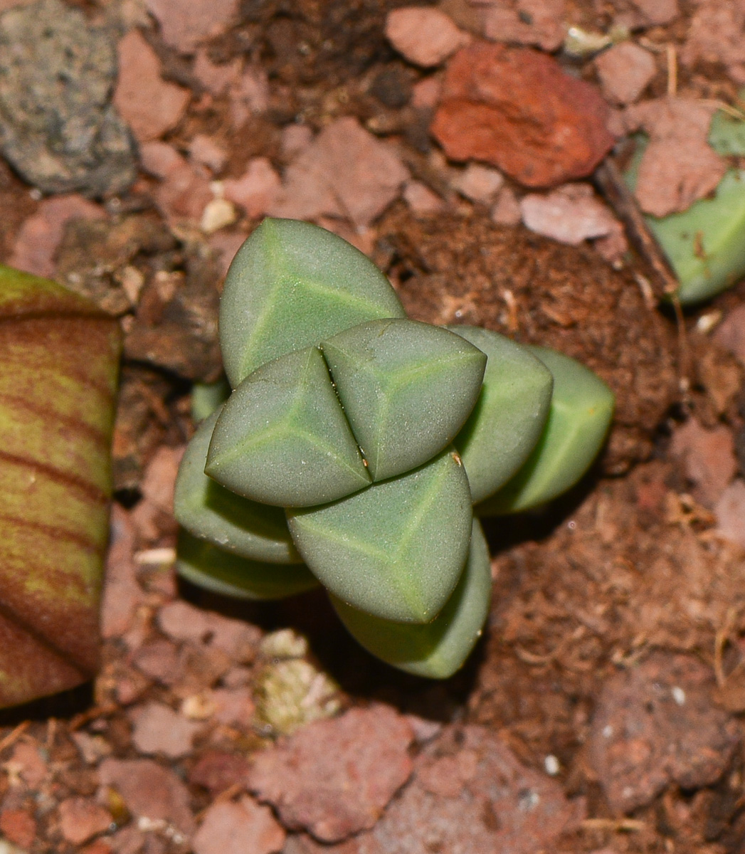 Изображение особи Corpuscularia lehmannii.